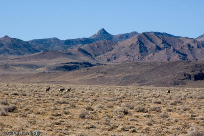 Extraterrestrial Highway between Warm Springs and Caliente, Nevada
