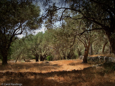 Olive groves on the path to Mikro Seitani