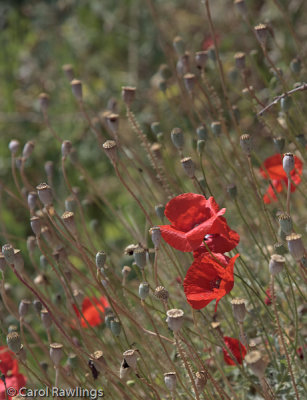 Late poppies in the hills at Manolatis