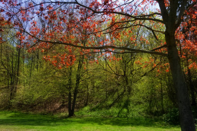 Spring in Lions Park, Paris, Ontario