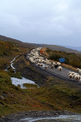 Sauurinn stefnir  rttir