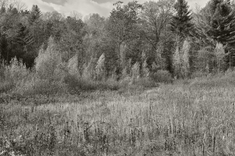 4 Golden copse monochrome