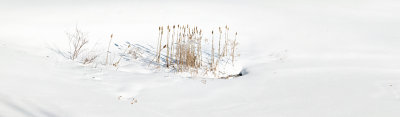 Reeds in Winter