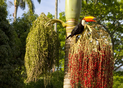Botanical Gard_0303.jpg