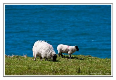 coastal sheep.jpg