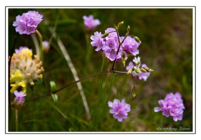 Irish Plants and Flowers