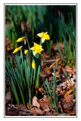 Signs of Spring at Long Hunter State Park