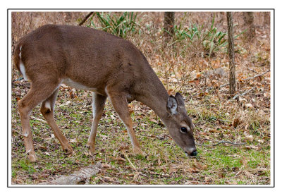 The Deer of Long Hunter State Park