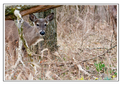 The Deer of Long Hunter State Park
