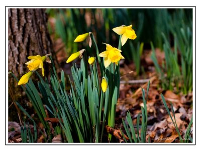 Signs of Spring at Long Hunter State Park