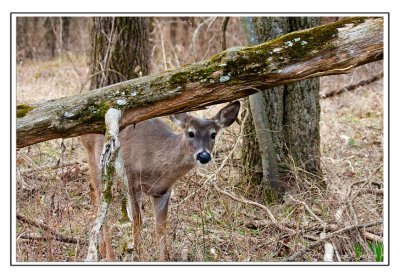 The Deer of Long Hunter State Park