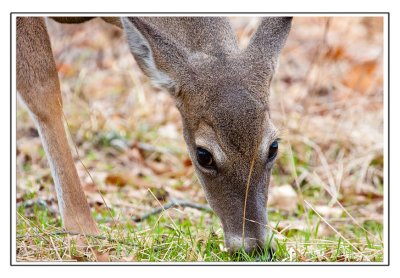 The Deer of Long Hunter State Park