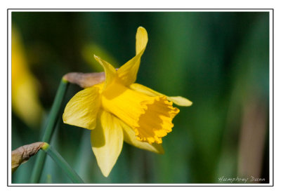 Signs of Spring at Long Hunter State Park