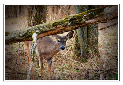 The Deer of Long Hunter State Park