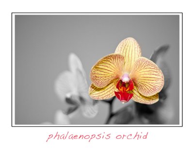 Phalaenopsis orchid