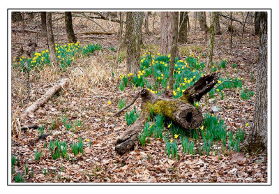 Signs of Spring at Long Hunter State Park