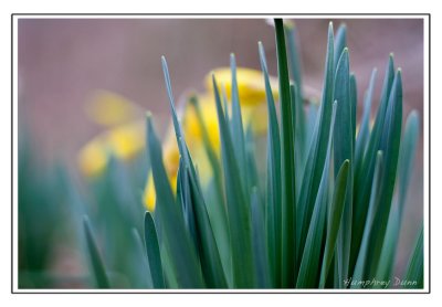 Signs of Spring at Long Hunter State Park