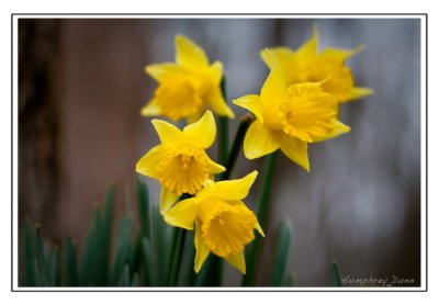 Signs of Spring at Long Hunter State Park