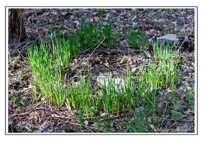 Fairy Circle at Long Hunter State Park