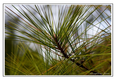 Signs of Spring at Long Hunter State Park