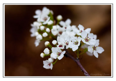 Signs of Spring at Long Hunter State Park