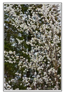 Signs of Spring at Long Hunter State Park