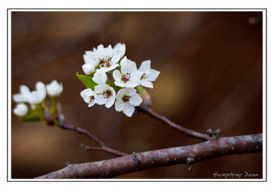 Signs of Spring at Long Hunter State Park