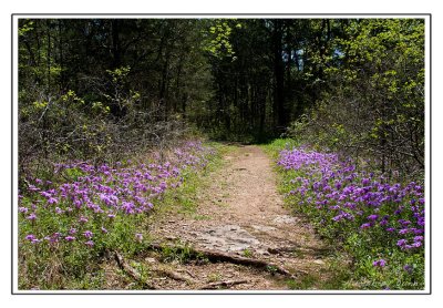Spring flowers at Long Hunter State Park