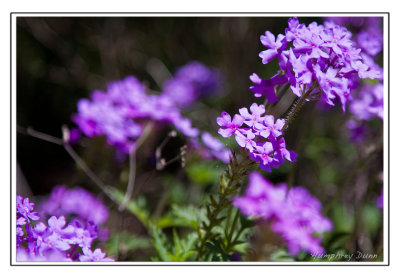 Spring flowers at Long Hunter State Park