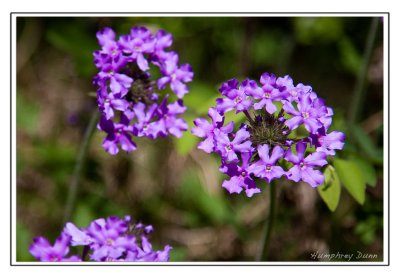 Spring flowers at Long Hunter State Park