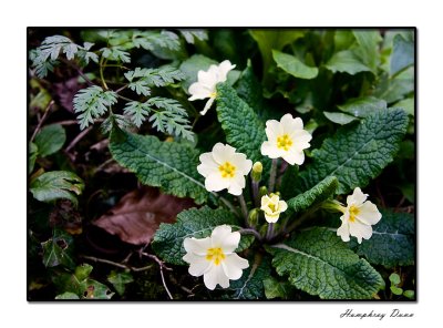 primroses.jpg