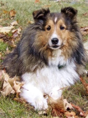 Collie