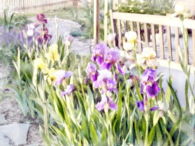 Irises And Park Bench 3