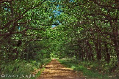An oak avenue 1 km long leads to the homestead