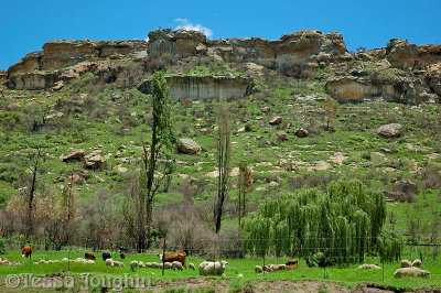 Grazing at the foot of the mountain