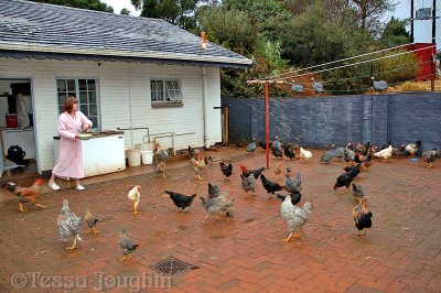 Lyndaine whistles-and guineafowl and chickens run in to be fed!