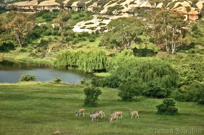 The eland grazing near the dam