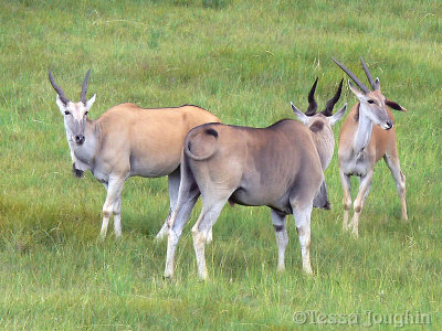 Male and two females