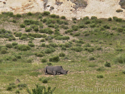 We saw Roger, the male rhino, having a warm sand bath!