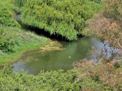 We saw Egyptian Geese enjoying the dam, but no Masintle!