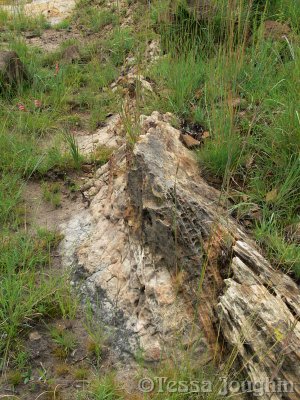 The unusual rock that forms the dyke