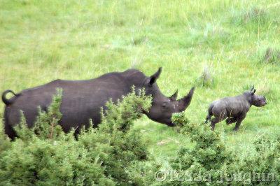 Baby white rhinos run ahead of their mothers and black ones run behind.