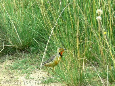 Cape Longclaw