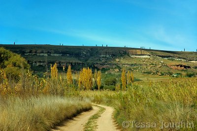 Through waving grasslands...