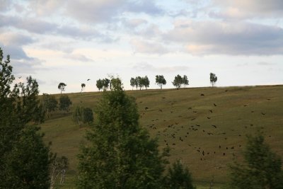 Birds in Flight