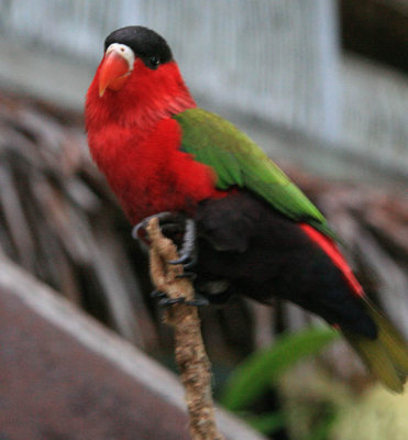 Purple Bellied Lory