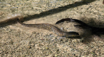 Eels coming upstream to feed