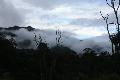 Cloud Forest in the Morning