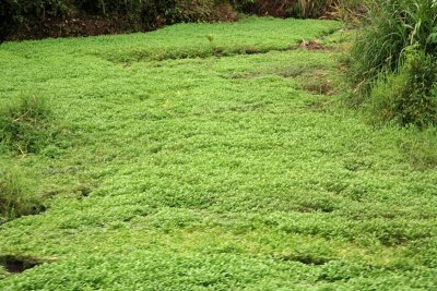 Cilantro Crop