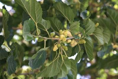 Mulberry Tree Berries